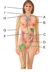 Which structure in the figure is the main duct for the return of lymph to the blood?