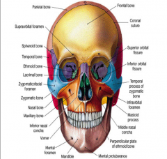 Form the bridge of the noseFused medially
The major structural portionconsists of cartilage