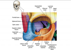 Smallest bones of face
Form a part of the medial wall ofthe orbit