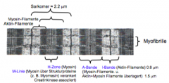 Myosin: isteine ATPase: ein molekularer Motor, der Myosinkopf ist für die Motorfunktion(Bewegung und Kraftentwicklung) verantwortlich. (Bewirkt Konformationsänderung:Bewegung wird ausgelöst