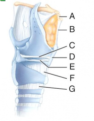 Which structure in the figure is the vocal fold?