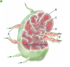 Lymph flowing from the afferent lymphatic vessel will travel next to which structure in the figure?
