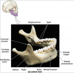 –Articulationwith mandibular fossa of temporal bone