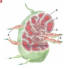 Lymph travels to the efferent lymphatic vessel from which structure in the figure?