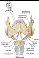 Locatedbetween the mandibleand the larynx     Providesan attachment for musclesof the tongue and musclesthat elevate the larynxwhen swallowing