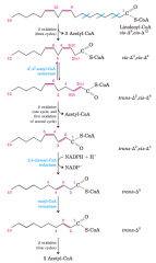 Oxidation requires asecond auxiliary enzyme in addition to enoyl-CoA isomerase: NADPH dependent2,4-dienoyl-CoA reductase