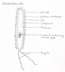 - Cell wall
- Plasma membrane
- Pili
- 70S ribosome
- Nucleoid with naked DNA
- Flagellum
- Plasma membrane
- Cell wall
- Cytoplasm