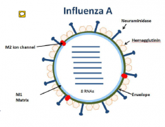 influenza virus structure