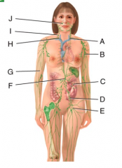 Which structure in the figure is the right lymphatic duct?