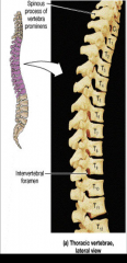 12 below cervical vertebrae
Articulate with ribs to allowvolumetric changes in the thoracic cage