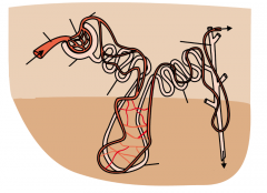 Label this diagram of a nephron.