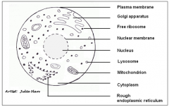 - Rough endoplasmic reticulum (rER)
- Golgi apparatus
- Mitochondrion
- Nucleus
- Nuclear membrane
- Lysosome
- Cytoplasm
- Plasma membrane
- 80S ribosomes