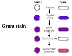 in order: crystal, violet, iodine, alcohol, & safranin

G(-) bacteria would appear red under microscope IF you forgot to add crystal violet
