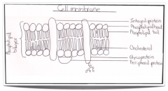 Plasma membrane
- Phospholipid bilayer
- Hydrophilic head
- Hydrophophic tail
- Integral protein
- Glycoprotein
- Peripheral protein
- Cholestrol