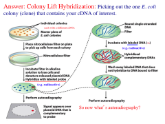 How do we select the colony with the desired cDNA?

1. Place nitrocellulose filter on plate to pick up cells from each colony.

2. Incubate filter in alkaline solution to lyase cells and denature released plasmid DNA hybridize with labeled pro...