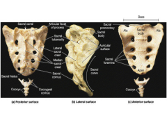 Earshaped plate on outer sacrum