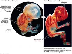 Two types of osteogenesis occur in the embryo: