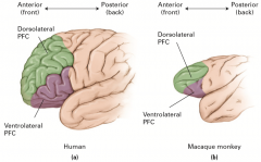 Orbital prefrontal cortex
Medial prefrontal cortex
Lateral prefrontal cortex - dorsolateral prefrontal cortex [DLPFC] & ventrolateral prefrontal cortex [VLPFC]