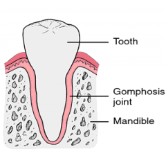 A peg-in-socket fibrous join
Tooth in bony alveolar socket only
Held in by short periodontal ligament