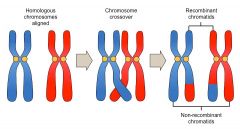 - Sister chromatids
- Homologous pair
- Centromere
- Chiasma
- Recombinant chromatids
- Non-recombinant chromatids
- Shade.