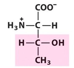 OH-groups
Hydrophilic
Uncharged