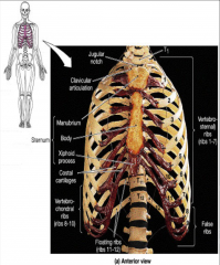 12 pairs of ribs
sternum
thoracic vertebrae