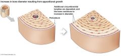 The growth of bone occurs by two primary processes: