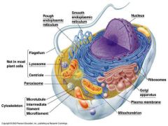 2. Holds organelles in place or moves them