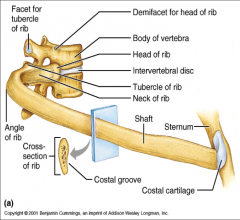 Posterior endArticulates with the body of thevertebrae