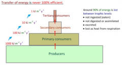 - Producer -> Primary -> Secondary etc.
- Numerical energy value
- Unit kJ m-2 y-1
- Draw bars to scale