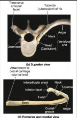 inferior medial surface of rib