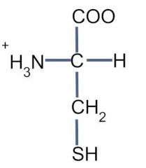 THIOL group
Hydrophilic
Can form disulfide bonds