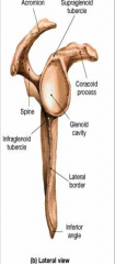 crow's eye, articulates with the humerus to form the glenohumeral joint