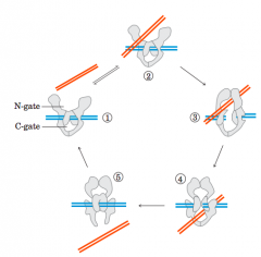  1 The multisubunit
enzyme binds one DNA molecule (blue). Gated cavities above and
below the bound DNA are called the N-gate and the C-gate. 

2 A
second segment of the same DNA molecule (red) is bound at the
N-gate, and 

3 is trapped. Bot...