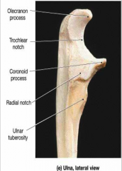 Prominence of the elbow