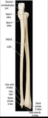 medial side; insertion of biceps brachii