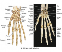 proximal
middle
distal
*14 total, 3 for each except thumb