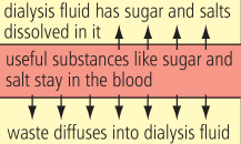 During kidney dialysis urea and some salts pass out of the blood into the dialysis fluid. There is no net diffusion of glucose, since it is in the same conc in the blood and the dialysis fluid.