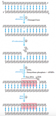 1 A DNA glycosylase recognizes a damaged base and cleaves between
the base and deoxyribose in the backbone. 

2 An AP(abasic site) endonuclease
cleaves the phosphodiester backbone near the AP site. 

3 DNA
polymerase I initiates repair synth...
