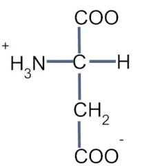 Acidic side chains
Hydrophilic
Charged