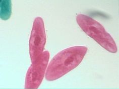 Alveolata Paramecium (prepared slide)