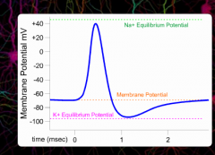 Top: Sodium Equilibrium Potential (40)

Middle: Membrane Potential (-70)

Bottom: Potassium Equilibrium Potential (-95)