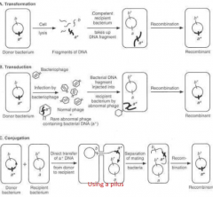 Transformation/uptake of free DNA

Conjugation/mobile plasmids

Transduction/phages