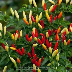 Capsicum frutescens

Ornamental Chili Pepper