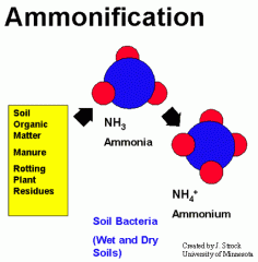 Decomposition of organic Nitrogen (mainly proteins)

Process releases ammonia

Process is both Aerobic and Anaerobic

Aerobic is by fungi

Nitrogen lost by

NH3 gas (15%)
Amonium ion NH4+ (85%)