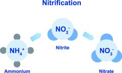 Conversion of Ammonia to nitrate

Common in aerobic soils

Important process

The nitrate (NO3) produced is highly soluble, allowing many organisms to use it

Solubility also allows leaching, a possible problem