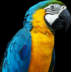 Disease:
Psittacosis

Transmission and source: 
Parrots or other birds