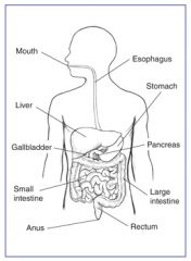 - Mouth
- Oesophagus
- Stomach
- Pancreas
- Gallbladder
- Liver
- Small intestine
- Large intestine
- Colon
- Anus