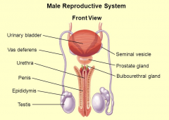 - Testis
- Scrotum
- Epididymis
- Vas deferens (sperm duct)
- Seminal vesicle
- Prostate gland
- Uretha
- Penis
- Foreskin