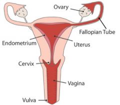 - Vagina
- Cervix
- Uterus
- Endometrium
- Oviduct
- Ovary